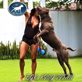 BGKs King Titan is an American Bully XXL produced by Big Gemini Kennels