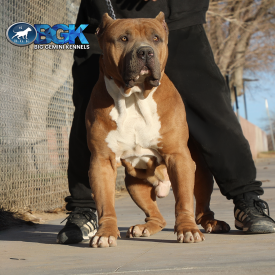 BGK's Mufasa is a massive, blocky head, thick Bully XXL blue fawn Pitbull dog stud at Big Gemini Kennels where quality matters