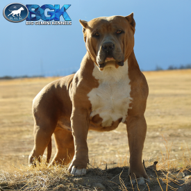BGK's Mufassa is an insanely massive extreme frame thick bone massive head Big Gemini Kennels XXL Bully stud