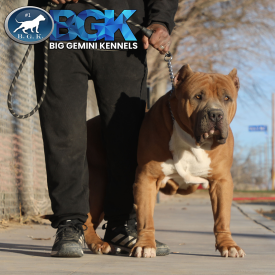 BGK's Mufassa is focused and ready to work. This gigantic XXL American Bully is a blue fawn staud at Big Gemini Kennels.