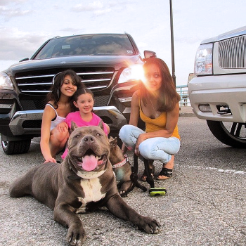 BGK's New York Chilling With Friends he's a big Bully Pitbull dog and a popular stud