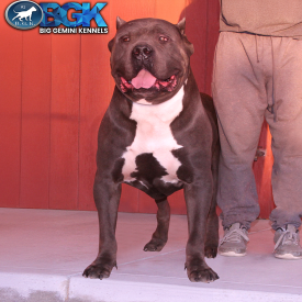 BGK's Picasso has a big blocky head and big bone and is a true XL American Bully at Big Gemini Kennels