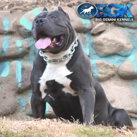 BGK's Picasso is a big blue Bully Pitbull XXL stud at Big Gemini Kennels