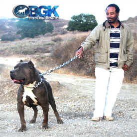 BGK's Picasso showing his big blue bully structure and XXL Bully size