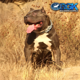 BGK's Picasso sitting in the grass out in California. He's a big blue Bully Pitbull XL stud at Big Gemini Kennels.