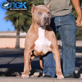 BGK's Rampage is a massive XL blue fawn American Bully Pitbull produced by Big Gemini Kennels of CA