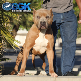 BGK's Rampage is a big blue fawn stud dog at Big Gemini kennels. He's a blue fawn and in the XXL Bully class.