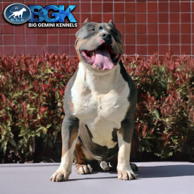 BGK's Savage is a blue tri XL American Bully beast. Owned by Big Gemini Kennels.