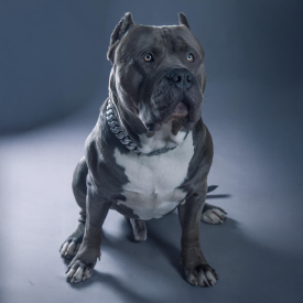 BGK's Sultan a massive blue XXL Pitbull Bully syud and one of the legends produced by BGK Europe