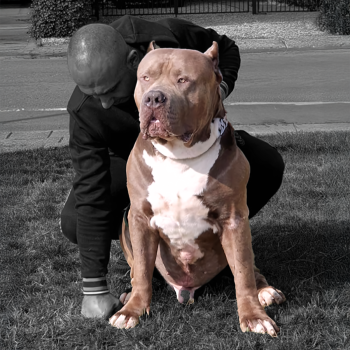 BGK's Sultan has a head size of 28 inches. He's a big boy. A gigantic XXL Pitbull who lived in Germany.