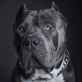 BGK's Sultan has a head size of 28 inches. He's a big boy. A massive XXL Bully who lived in Germany.