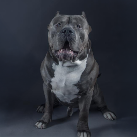 BGK's Sultan is an extra large gigantic XXL blue Bully Pitbull residing in Germany. He's a Cujo son.