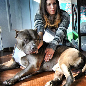 BGK's Tank is a blue American Bully Pitbull XXL stud produced by Big Gemini Kennels
