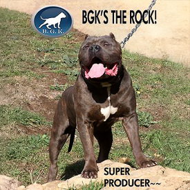 BGK's The Rock Legends Big Blue Pitbull XXL Bully stud