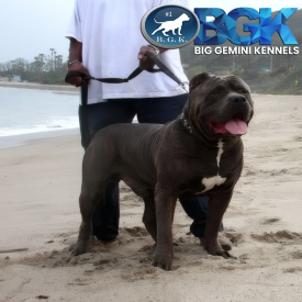 BGK's The Rock Pitbull XXL stud located in California. Big Gemini Kennels The Gladiator Rock