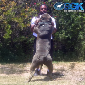 BGK's The Rock XXL blue Pitbull breeders with BGK puppies for sale in California