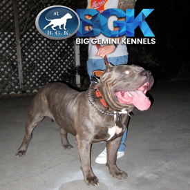 BGK's The Rock the legend from Big Gemini Kennels blue XXL Bully breeders CA