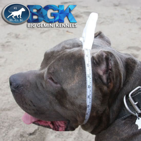 BGK's The Rock the legend from Big Gemini Kennels blue XXL Pitbull head size on him