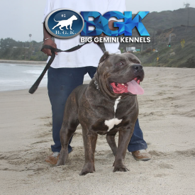 BGK's The Rock the legend from Big Gemini Kennels breeders of blue XXL Pitbulls and blue XXL Bullies