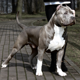 BGK's Turbo is a beautiful and muscular show quality service dog XXL American Bully Classic Bully from BGK Europe