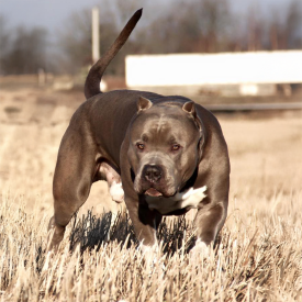 BGK's Turbo is a beautiful and muscular show quality service dog XXL Pitbull from BGK Europe