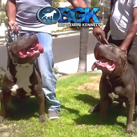 Big Blue XXL Pitbull BGK's Picasso and another BGK XL American Bully at Big Gemini Kennels