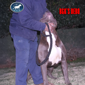 Big Gemini Kennel's BGK's Debo a gigantic blue brindle XL Pitbull stug dog at our Bully kennel