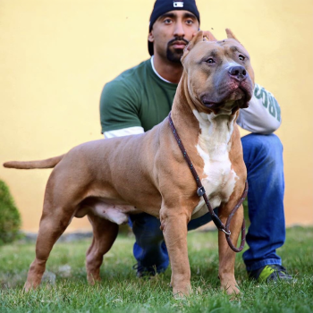 Big Gemini Kennels produces Big Clean blue or fawn XXL Pitbull show dogs