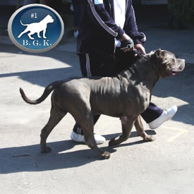 Big XXL Pit Bull BGK's The Rock side shot