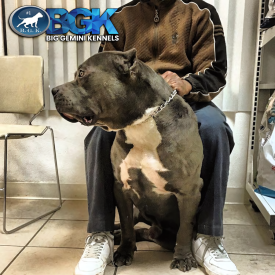Big o Blue XXL Bully Pitbull BGK Picasso at the vet's office. Owned by Big Gemini Kennels of CA.