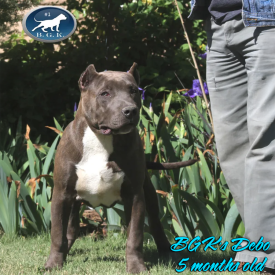 Blue Bully XL Pitbull BGK's Debo at just 5 months old. A moster sized stud dog.