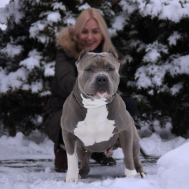 Blue XL Bully legend BGK's El Turbo from Big Gemini Kennels Europe