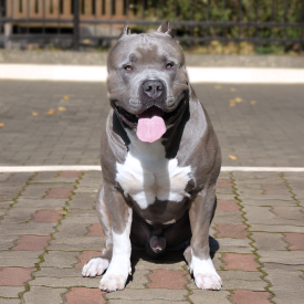 Blue XXL American Bully legend BGK's El Turbo from Big Gemini Kennels Europe