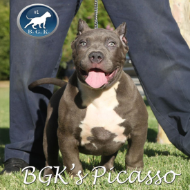 Blue XL Pitbull BGK's Picasso as a puppy