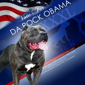 Canine-Good-Citizen BGK The Rock XL Pit Bull puppies forsale