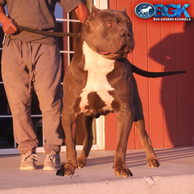 BGK's Picasso is a massive big XXL Blue American Bully stud dog produced by Big Gemini Kennels of CA