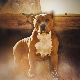 LargestPitbulls BGK's Mufassa a giant XL American Bully Pitbull