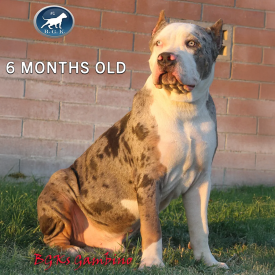 LargestPitbulls Instagram BGK's Gambino is a MBK's Morpheus son and a blue tri XXL Pitbull stud dog at 6 months old
