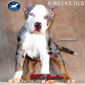 LargestPitbulls Instagram BGK's Gambino is a MBK's Morpheus son and a blue tri XXL Pitbull stud dog at 8 weeks old