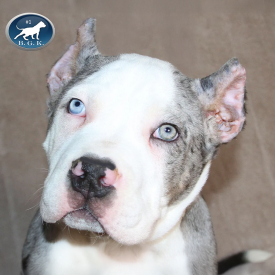 LargestPitbulls Instagram BGK's Gambino is a Monster Bully Kennels Morpheus son and a blue tri XXL Pitbull stud