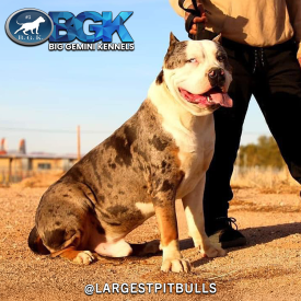 LargestPitbulls Instagram BGK's Gambino is a Morpheus son and a blue tri XXL Pitbull stud dog