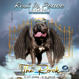 RIP BGK's The Rock Sunline's Gladiator Rock Blue XXL Pitbull Bully stud dog at American Bully breeders kennel Big Gemini