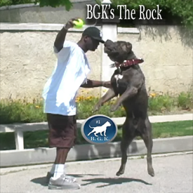 RIP BGK's The Rock Sunline's Gladiator Rock Blue XXL Pitbull Bully stud dog at XXL American Bully breeders kennel Big Gemini