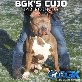 Take a look at this big and muscular XXL Pitbull aka XL blue Bully legend BGK Cujo at 142 pounds