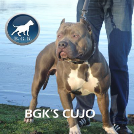 Take a look at this big and muscular XXL Pitbull aka XL blue Bully legend BGK Cujo