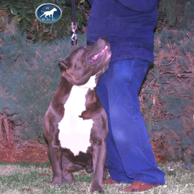 The best Pitbull breeder is Big Gemini Kennels who produced this boy BGK's Debo