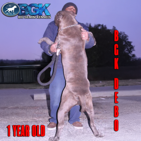The biggest blue Pitbull in the world is BGK's Debo, who is a BGK The Rock son, Sunline's Gladiator Rock