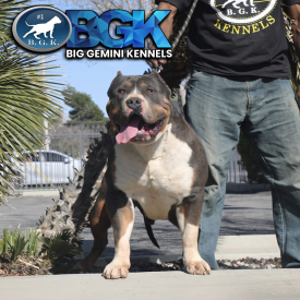 The biggest blue tri XXL Pitbull XXL Bully on the planet. BGK's Savage owned by Big Gemini Kennels.
