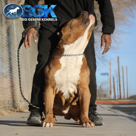 The neck on this extreme Bully XXL is insane. This blue fawn Pitbull XXL stud dog is BGK's Mufassa produced by Big Gemini Kennels of California