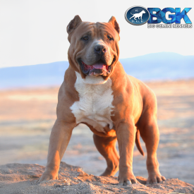 This beautiful blue fawn beast is an extreme frame thick bone XXL Bully stud dog named BGK's Mufassa from Big Gemini Kennels